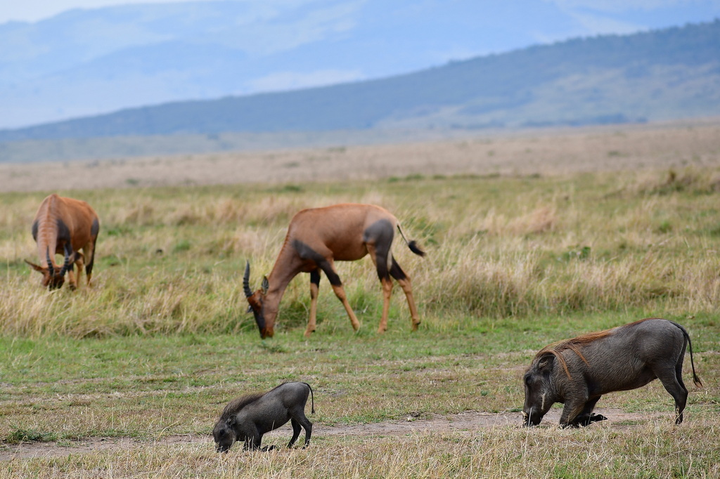Masai Mara Nat. Reserve